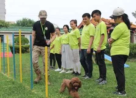 狗狗訓練課程 狗狗訓練課程