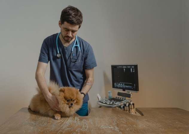 狗肺癌症狀 狗肺癌症狀