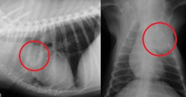 狗狗肺部腫瘤治療