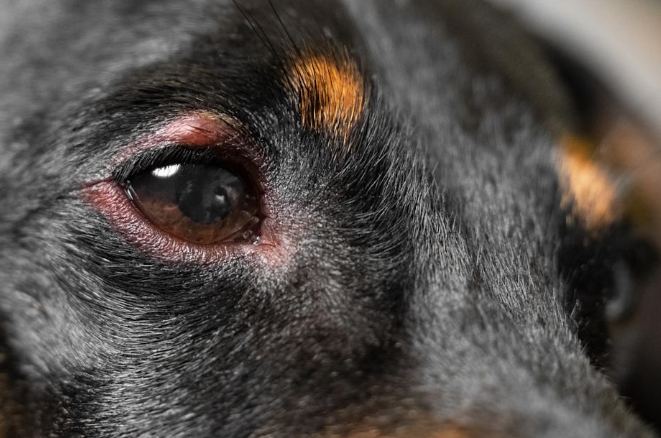 狗狗眼皮紅紅的原因