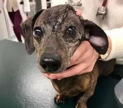 狗腦瘤早期症狀