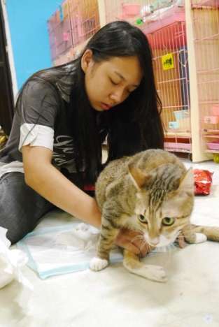 貓咪行為訓練 貓咪行為訓練