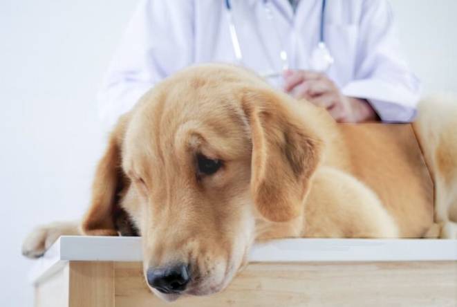 狗腫瘤早期症狀