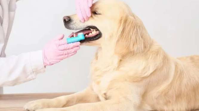 狗狗洗牙後吃什麼 狗狗洗牙後吃什麼