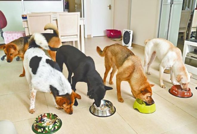 狗食慾不振原因