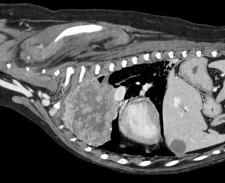 狗狗肺部腫瘤治療
