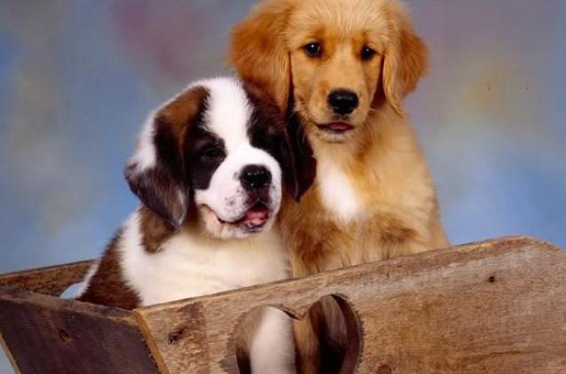 狗良性黑色素瘤症狀