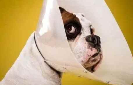 寵物頭套選擇 寵物頭套選擇