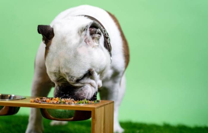 狗吃鮮食健康問題