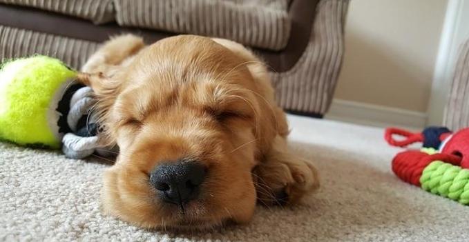 老年犬健康問題