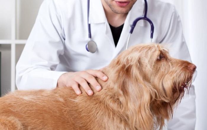 狗狗腦瘤症狀 狗狗腦瘤症狀