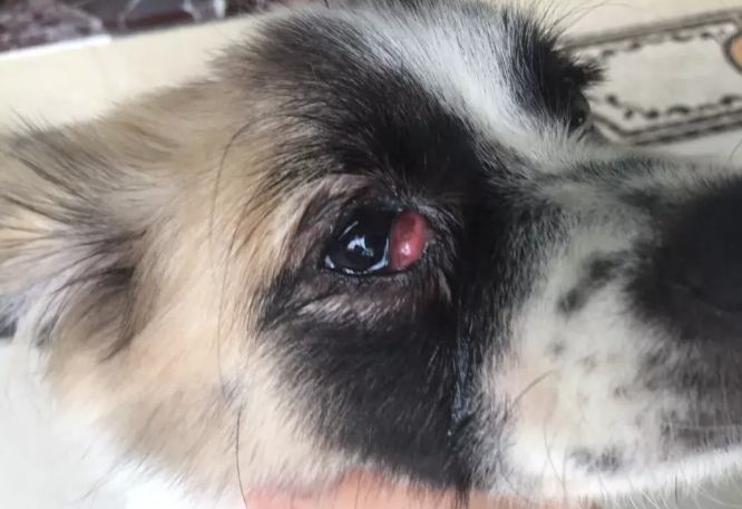 狗狗眼睛紅腫 狗狗眼睛紅腫