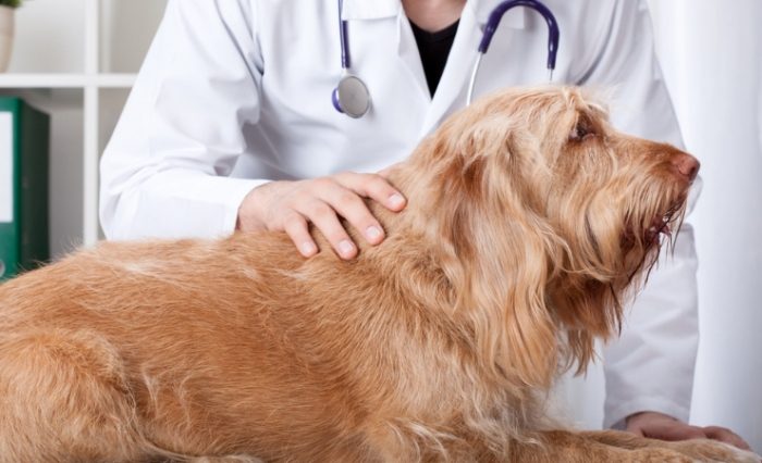 狗狗癌症疼痛管理