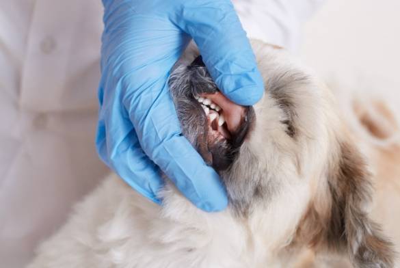 寵物麻醉洗牙風險 寵物麻醉洗牙風險