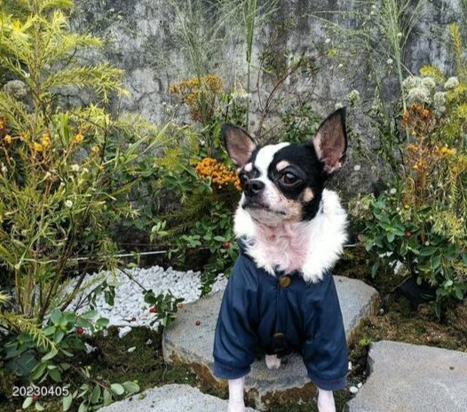 吉娃娃收容所 吉娃娃收容所