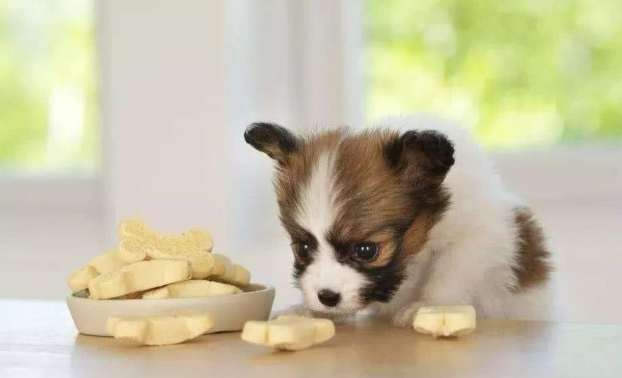 巧克力餅乾狗狗 巧克力餅乾狗狗