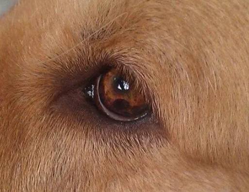 狗狗眼睛紅原因