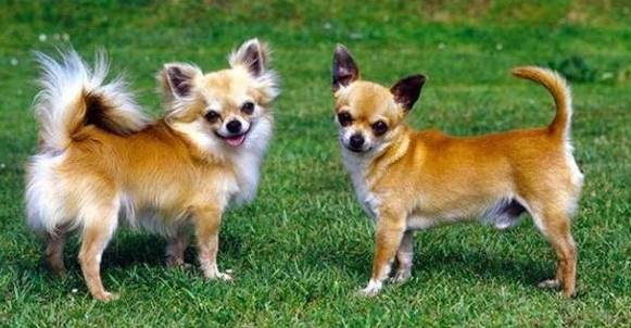 小型犬品種 小型犬品種