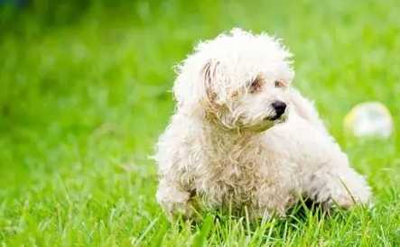 貴賓狗顏色遺傳 貴賓狗顏色遺傳