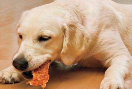 狗狗飲食海帶 狗狗飲食海帶