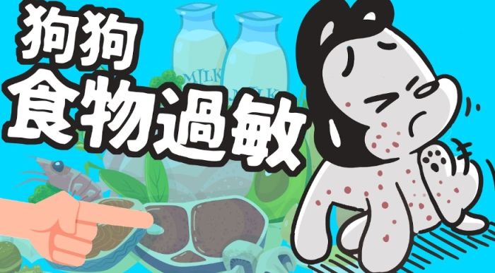 寵物過敏處理 寵物過敏處理