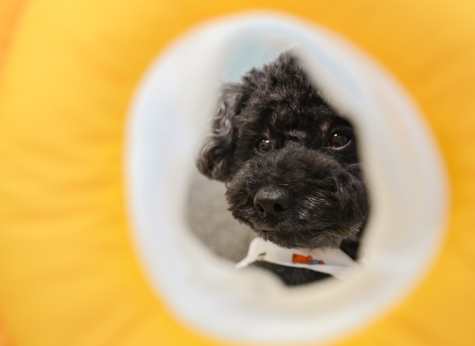 寵物頭套選擇 寵物頭套選擇