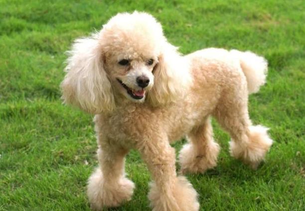 貴賓狗品種體型 貴賓狗品種體型