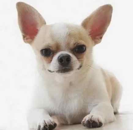 吉娃娃收容所 吉娃娃收容所