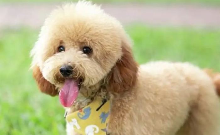 貴賓狗品種體型 貴賓狗品種體型