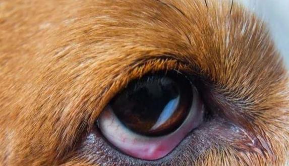 狗狗眼部疾病 狗狗眼部疾病