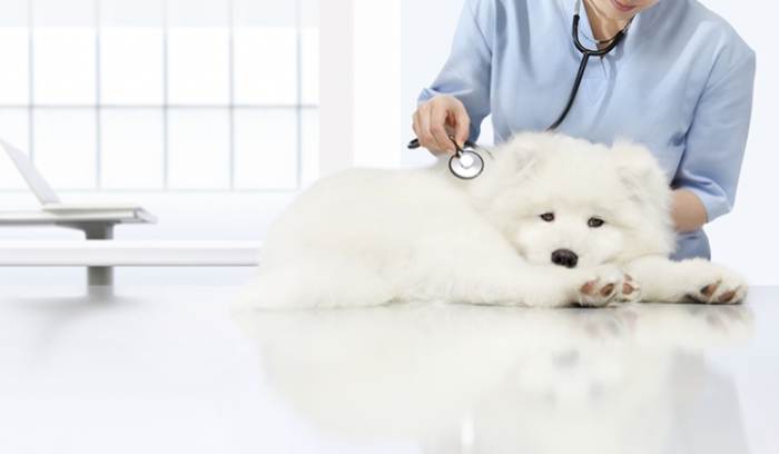 狗肺癌症狀 狗肺癌症狀