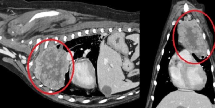 狗狗肺部腫瘤症狀