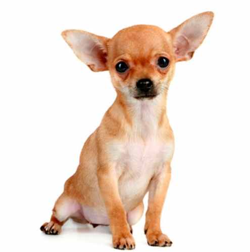 小型犬品種 小型犬品種