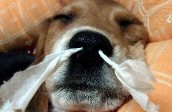 幼犬感冒症狀
