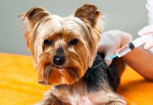 幼犬感冒照護方法