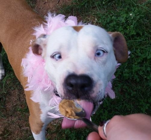 狗吃花生 狗吃花生