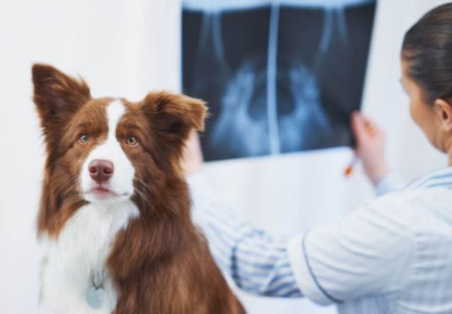 狗肺癌症狀 狗肺癌症狀