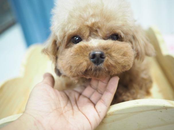 第一次養狗注意事項