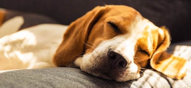 狗狗呼吸急促原因