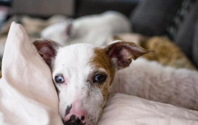 寵物眼部皮膚問題