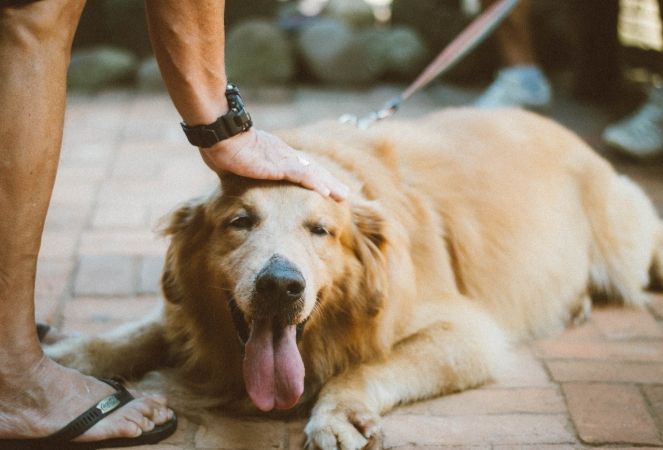 新手養狗必備物品