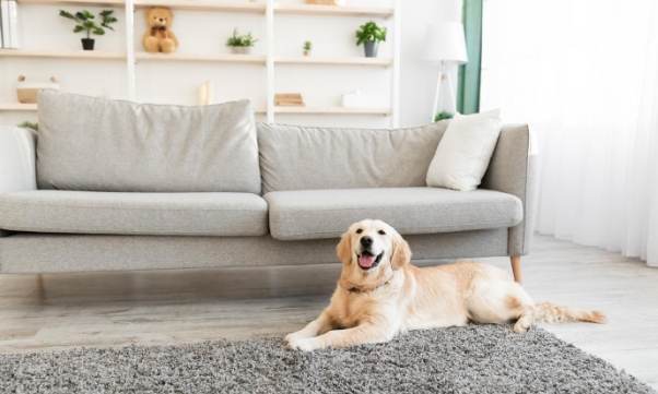 狗狗行為訓練 狗狗行為訓練