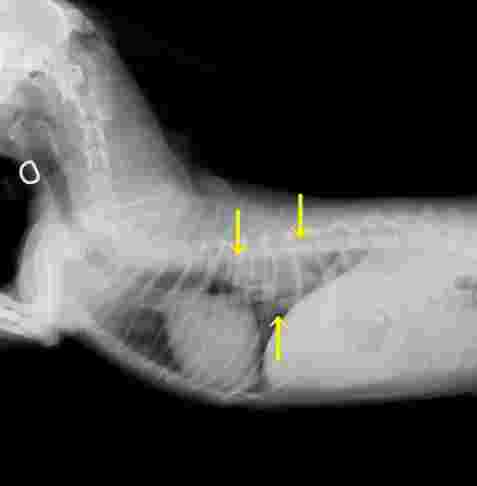 狗狗肺部腫瘤診斷