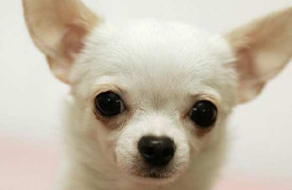 吉娃娃飼養 吉娃娃飼養