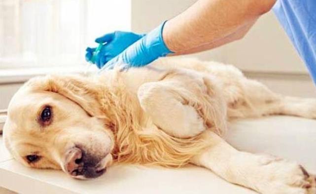 如何判斷狗狗黑色素瘤良性