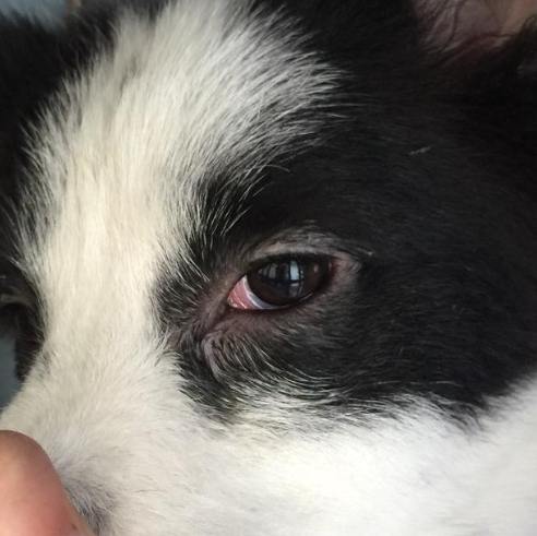 狗狗眼睛紅腫處理