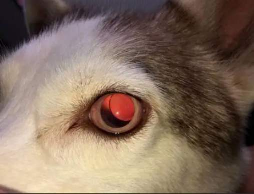 狗狗眼睛出血