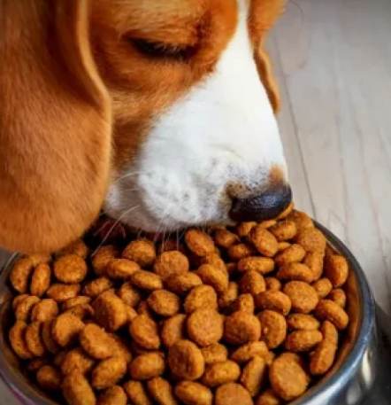 花生對狗狗的影響 花生對狗狗的影響