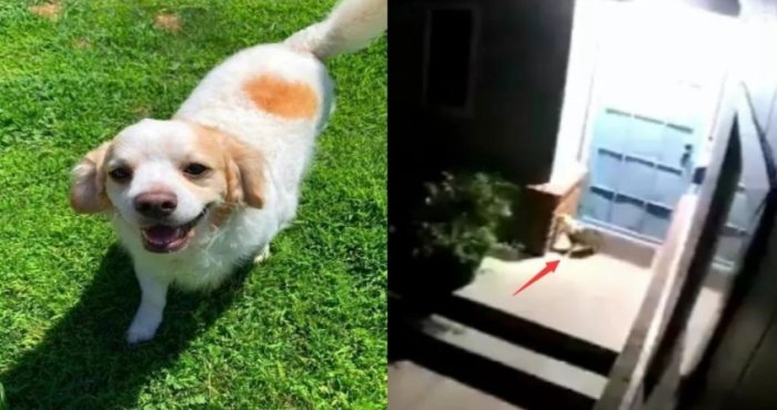 狗狗分離焦慮 狗狗分離焦慮