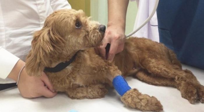 結紮後照顧指南